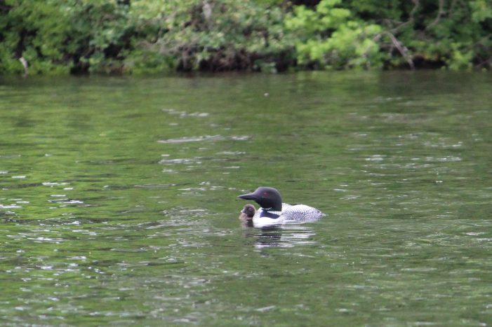 Highland Lake Loon Chick Loses Its Fight for Life