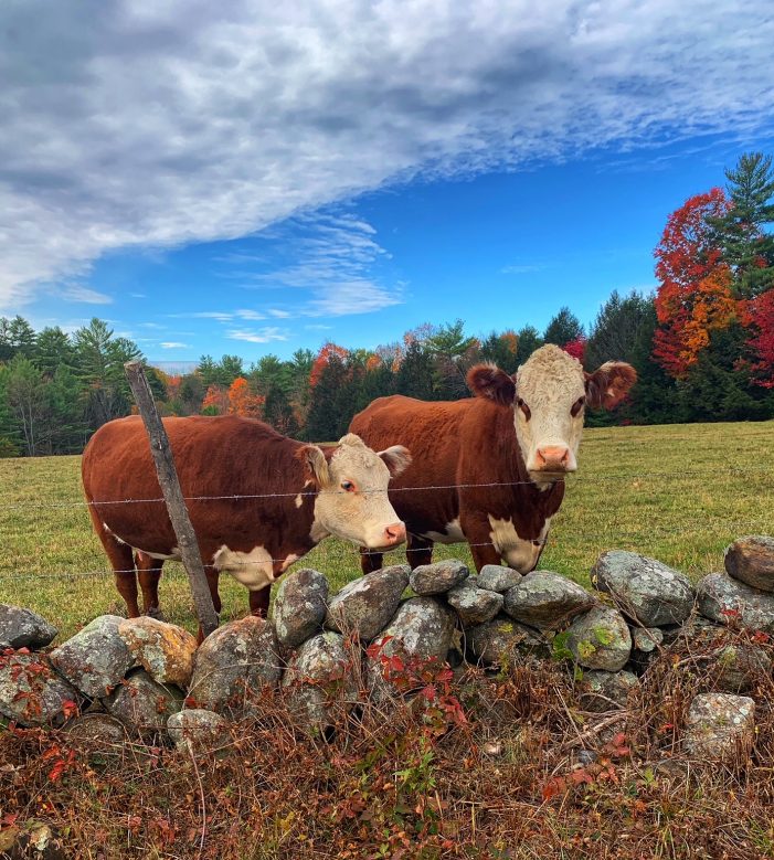 Hersey Cow Duo Provides Photo Op for Passersby