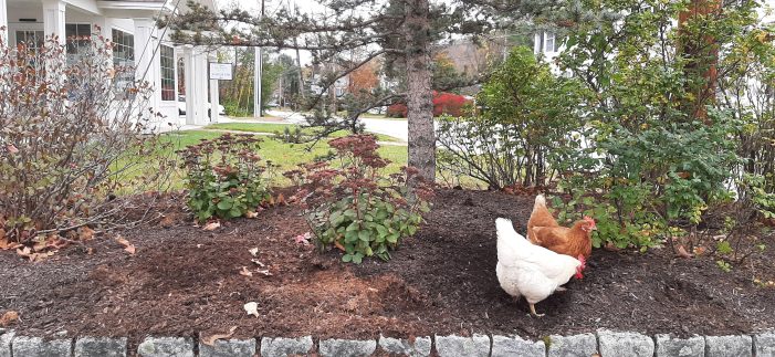 Chickens Help Bank with Landscape Maintenance