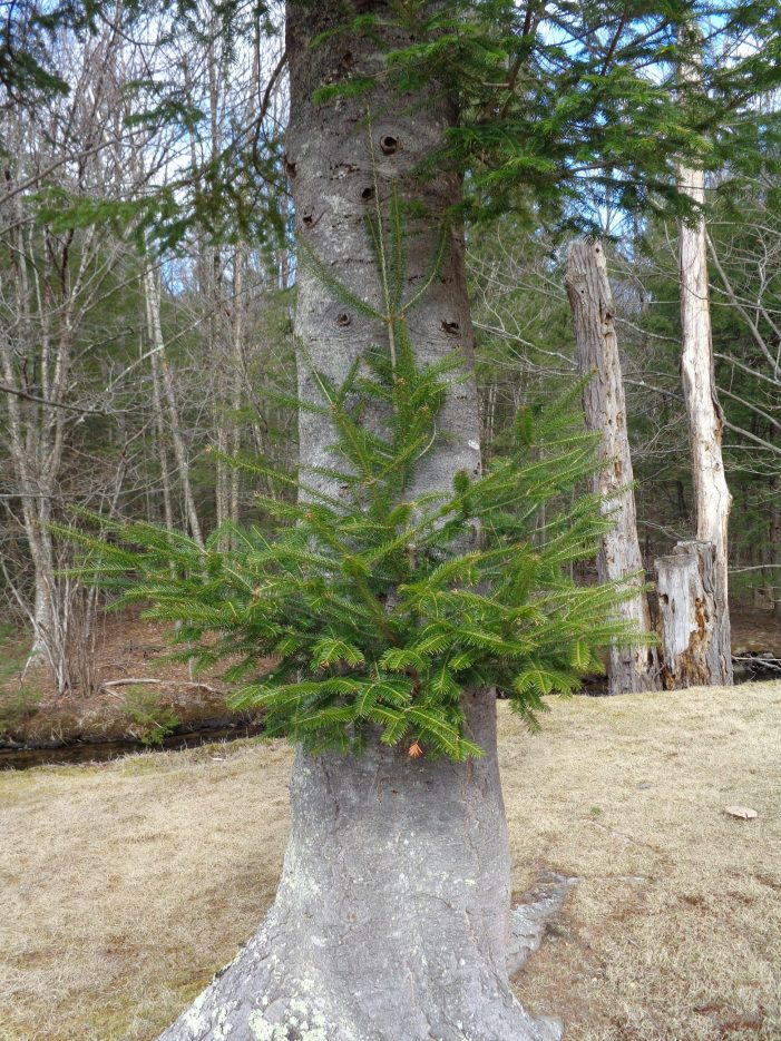 Little Tree Appears to be Hugging Bigger Tree