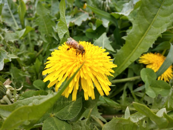 Apiarist Will Present Honeybee Lecture to Celebrate Earth Day Meeting