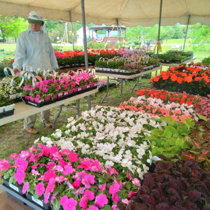 Wilmot Garden Club Hosts Annual Plant Sale