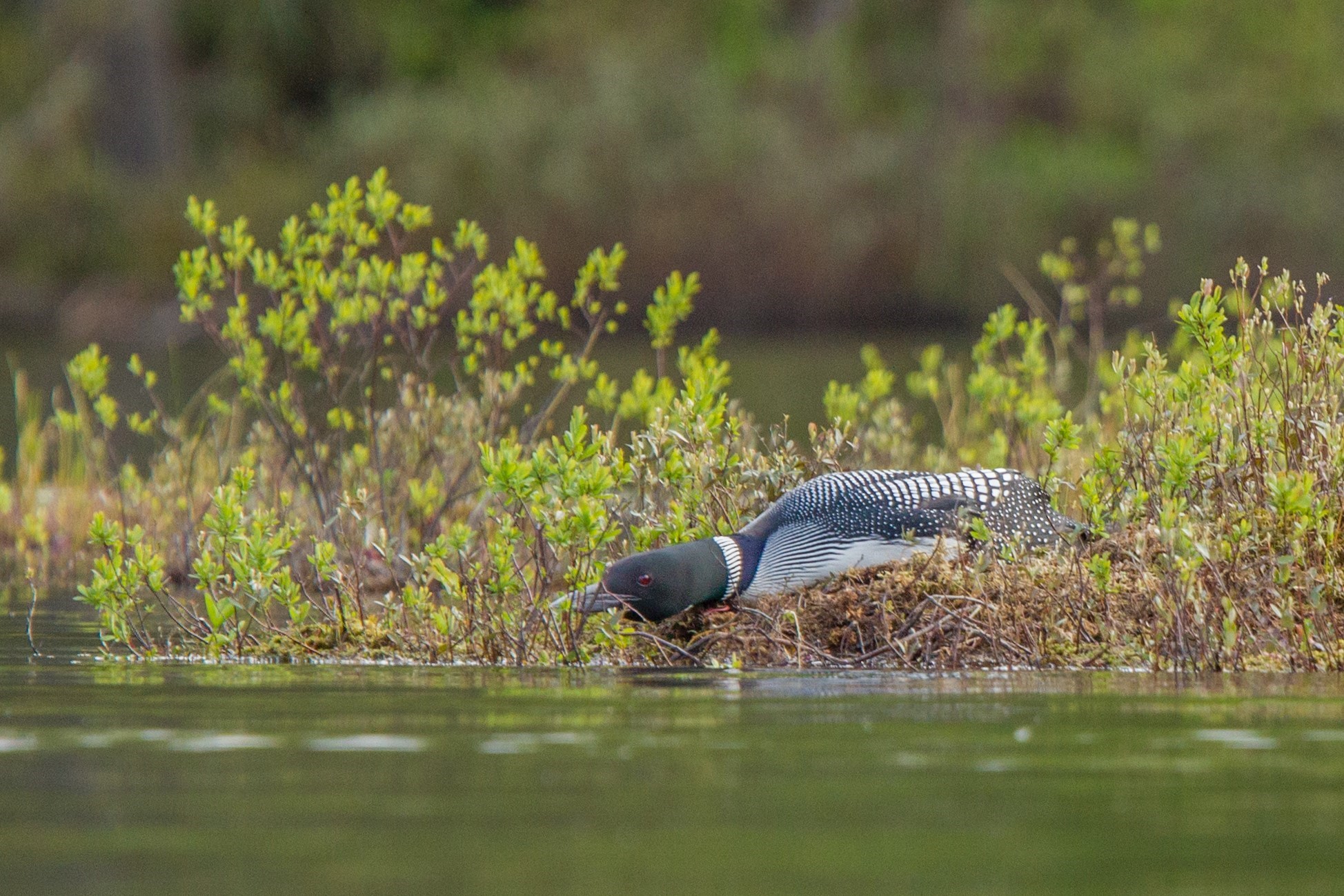 live loon nest cam