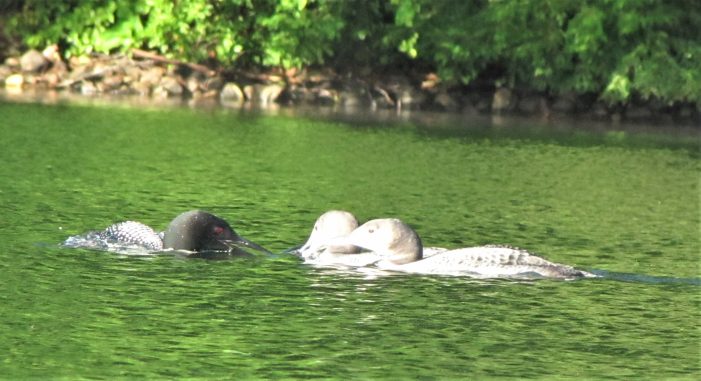 Highland Lake Loon Chicks Continue to Grow and Thrive