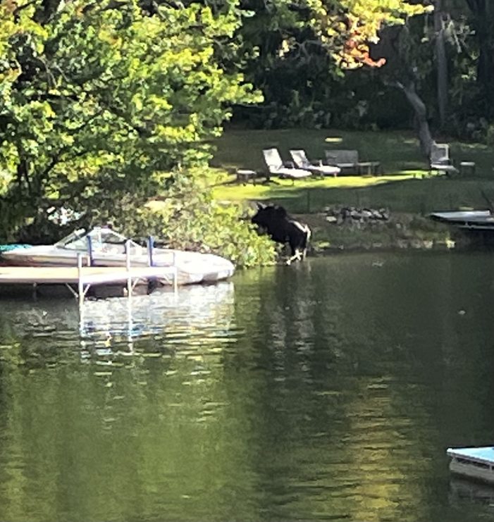 Moose Exits Highland Lake at Warner’s Beach after Fall Swim