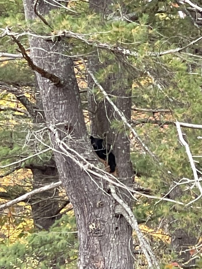 Baby Bear Indulges in Pears in East Andover Backyard