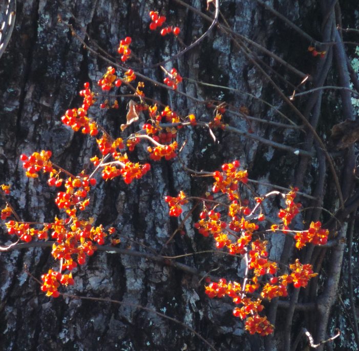 Non-native Plant Species Wreak Havoc on Local Environment