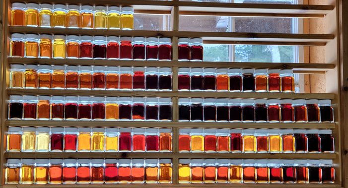 Varying Colors of Maple Syrup are Backlit by a Sunny Window