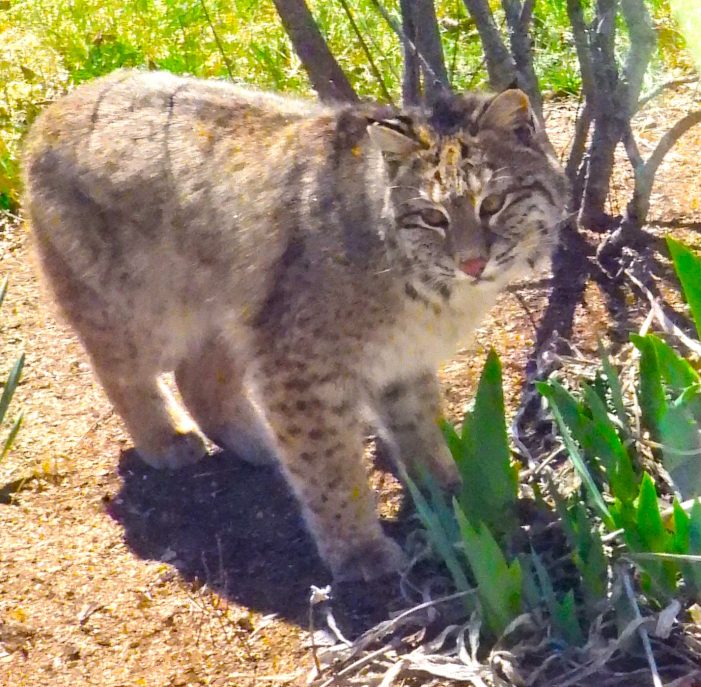 Curious Bobcat Ventures Into East Andover Yard