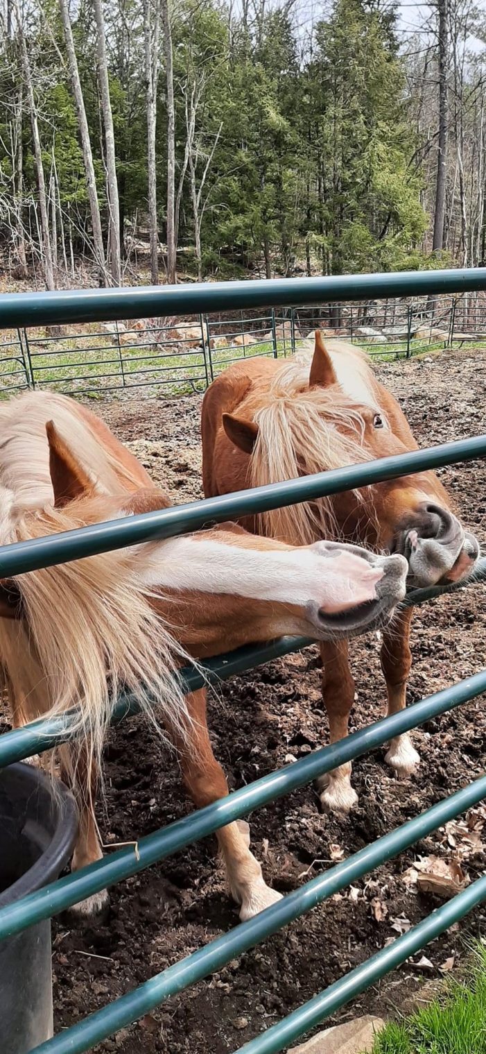 Naughty Nellie’s Equine Sisters Linda and Lisa Love Attention