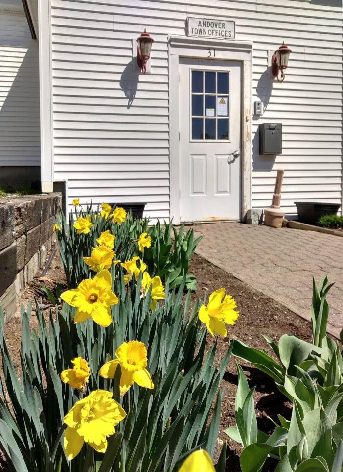 Daffodils Brighten the Walkway to the Town Hall