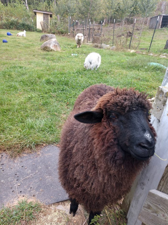 A Tucker Mountain Sheep, Midnight, investigates a visitor.