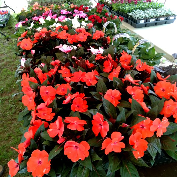 Wilmot Garden Club Hosts Annual Plant Sale