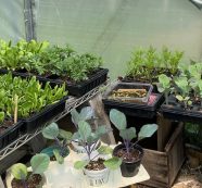 Critical Trio of Seed Starting: Water, Light, and Heat