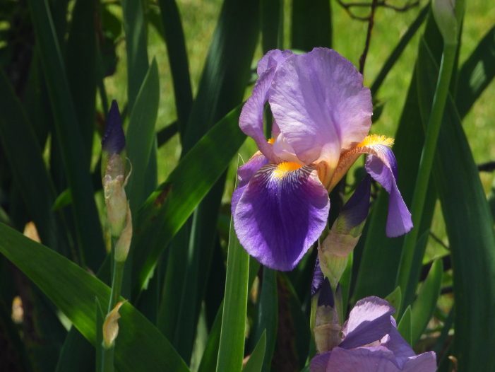 Spring Weather Brings Vibrant Blooms in East Andover