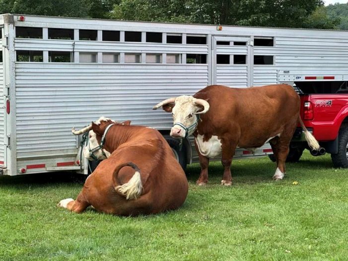 Cows from Shadow Lawn Farm Prepare for Cow Patty Bingo