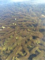 Milfoil Detected in Highland Lake During July Testing