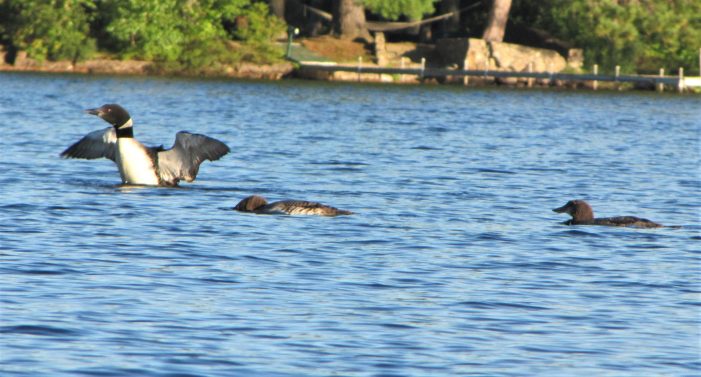 Loon Chicks on Highland Lake Seven Weeks Old