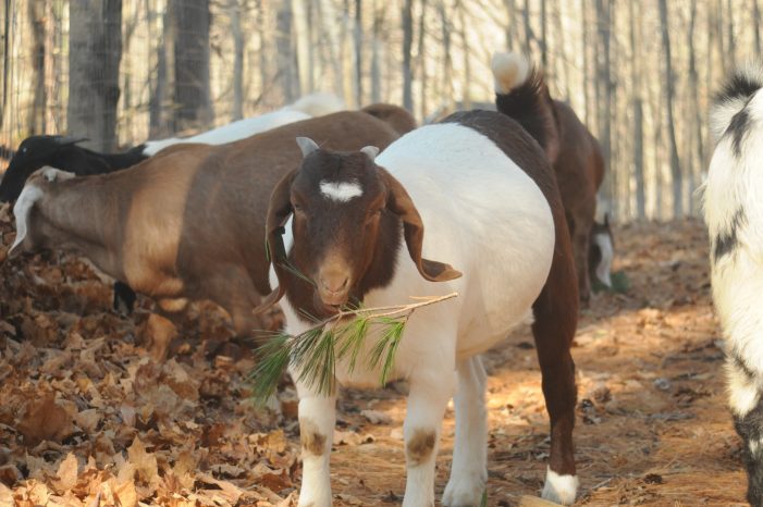 Amy Fecteau of Cedartree Farm Says “The Earth is my Church.”