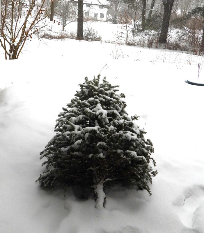 A Discarded Evergreen Signals the End of Christmas Season