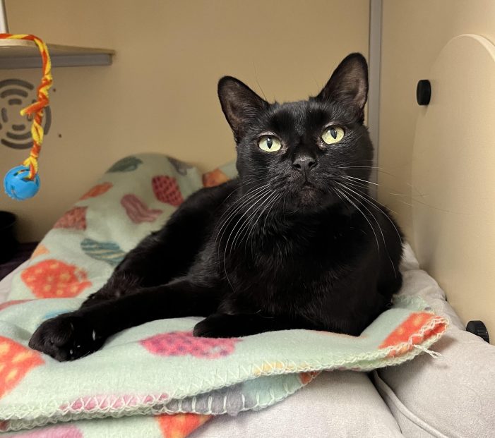 Adorable Shorthair Feline, Lolo, Awaits Home