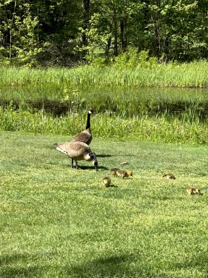 A Family of Geese Wanders on the Golf Course at CCNH during The Beacon’s first annual Golf Tournament 