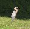 Blue Heron Frequents East Andover Brook and Field