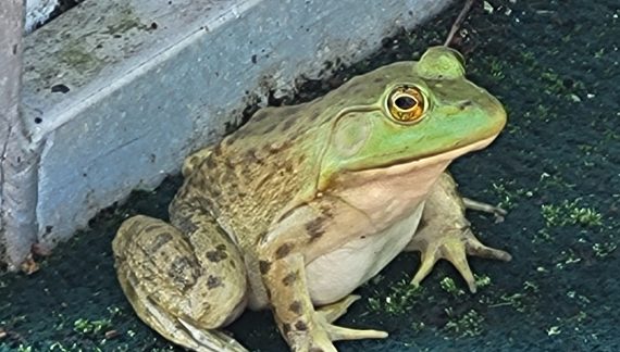 Stowaway Bull Frog Hops a Ride on Paddle Boat