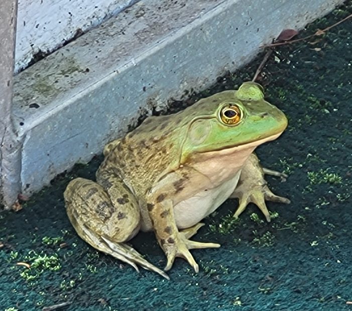 Stowaway Bull Frog Hops a Ride on Paddle Boat