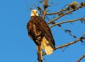 Wildlife Enthusiast Gives Highland Lake Update