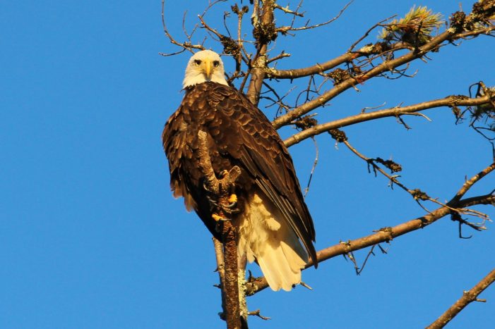 Wildlife Enthusiast Gives Highland Lake Update