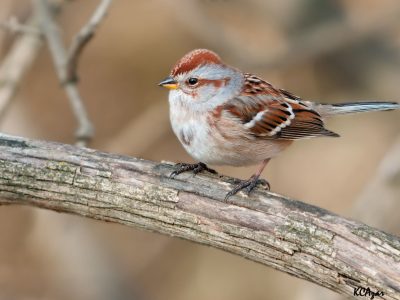 Of a Feather — Winter Birds