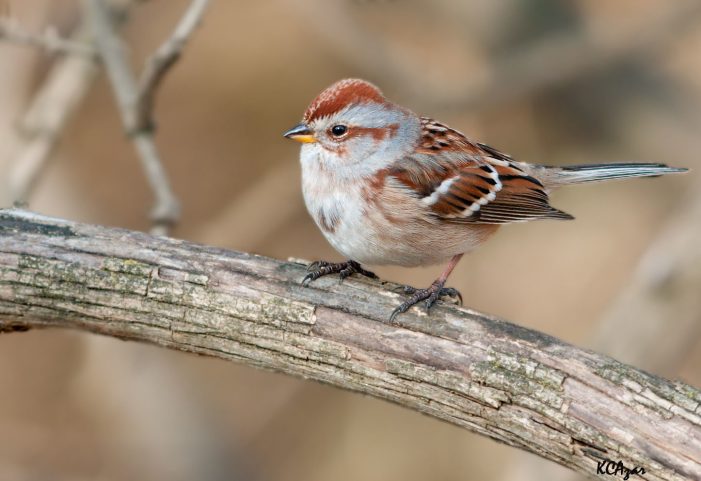 Of a Feather — Winter Birds