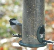 Of a Feather — Life at the Feeders