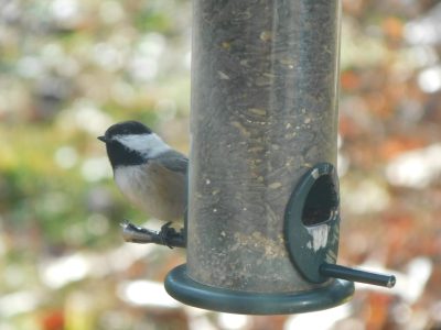 Of a Feather — Life at the Feeders