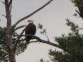 Wildlife Return on Highland Lake Heralds Spring
