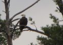 Wildlife Return on Highland Lake Heralds Spring